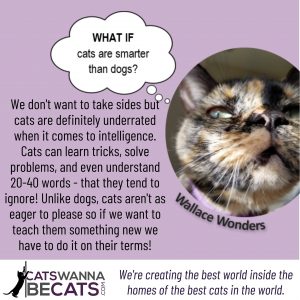 Wallace Wonders: What if Cats Are Smarter Than Dogs?