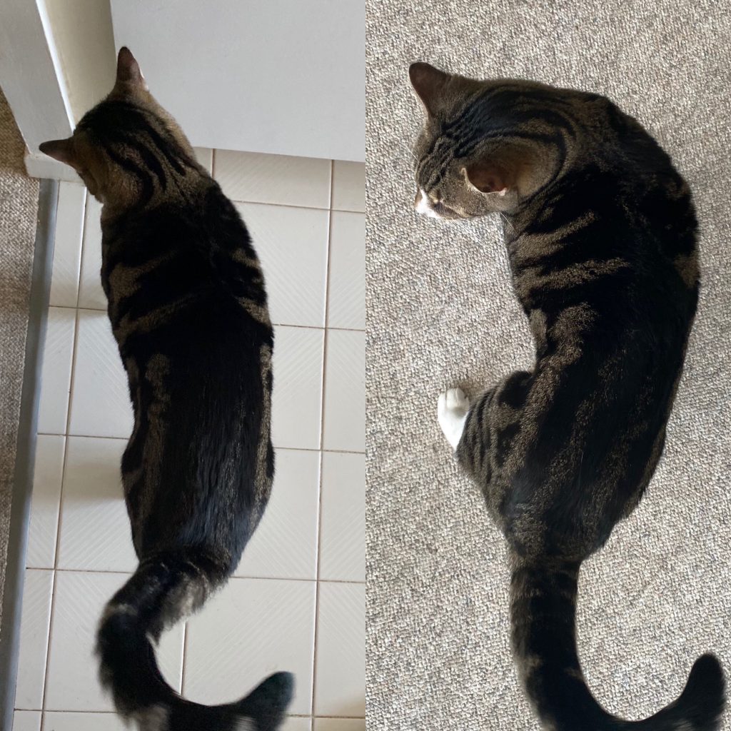cat weight loss strategies