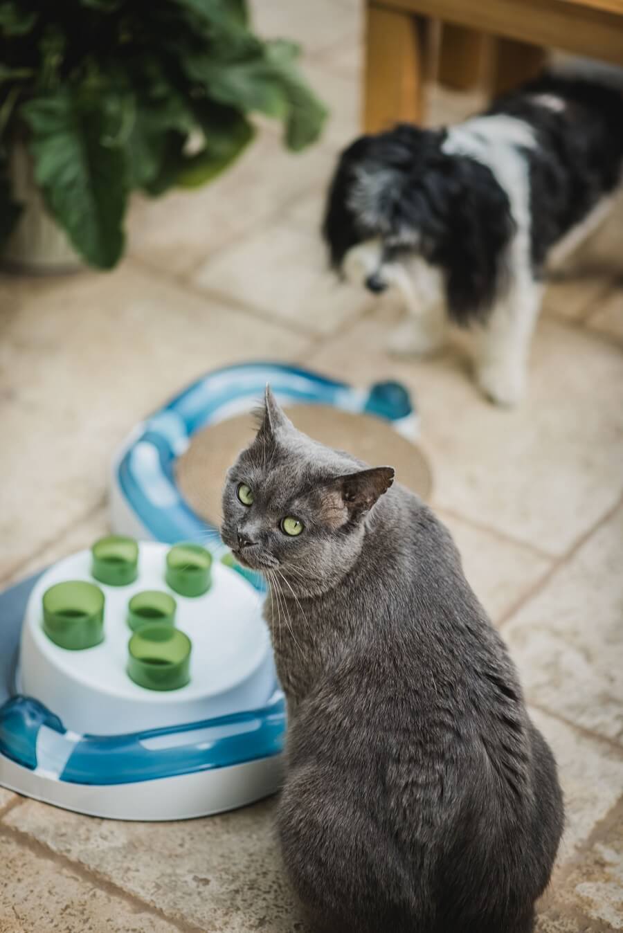 cat-and-dog Blue and a dog with a Catit Digger