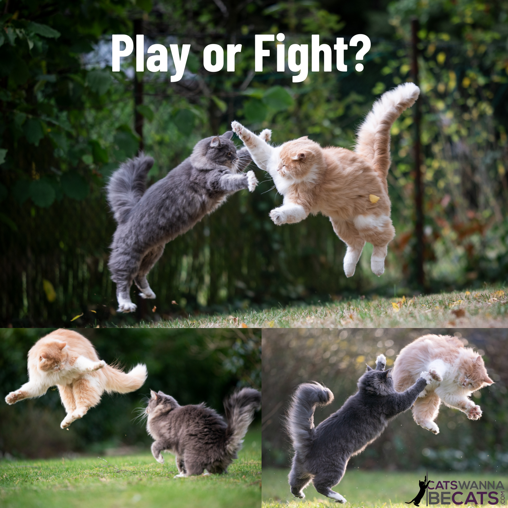 Cats playing or fighting