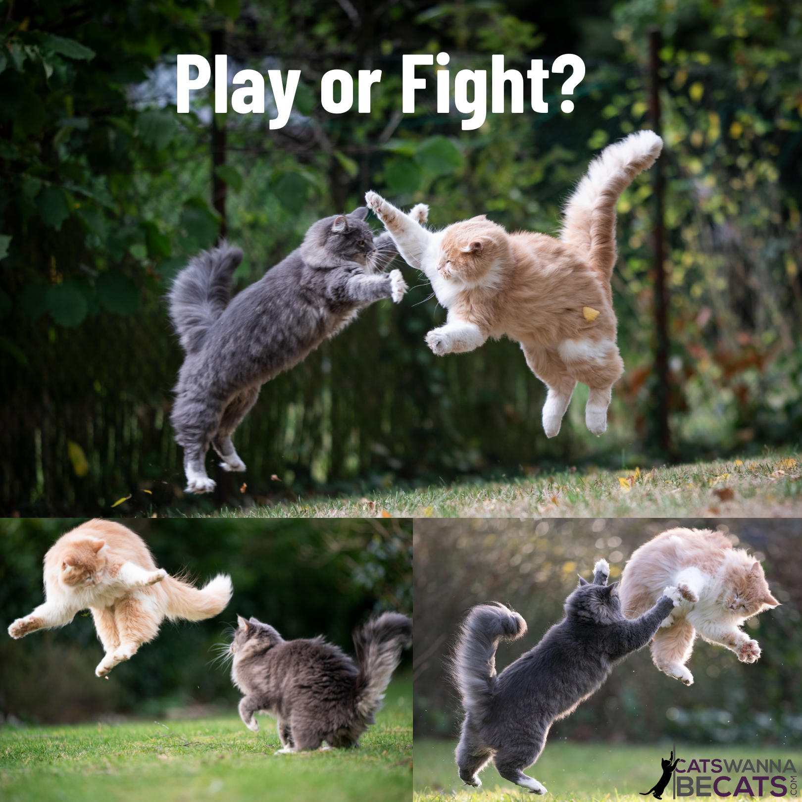 Play or Fight_ Cats playing or fighting