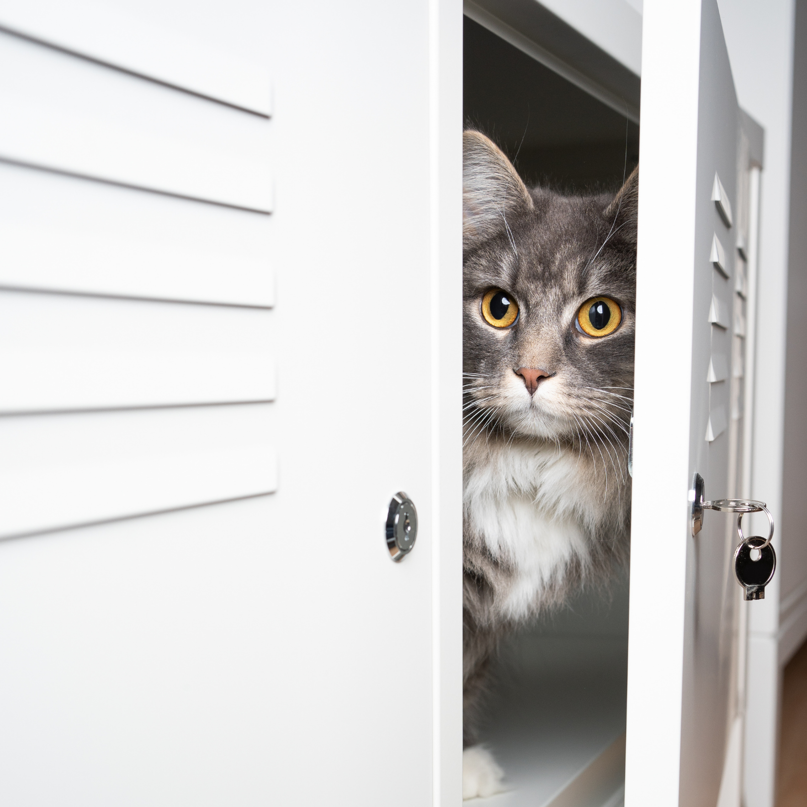Cat Hiding
