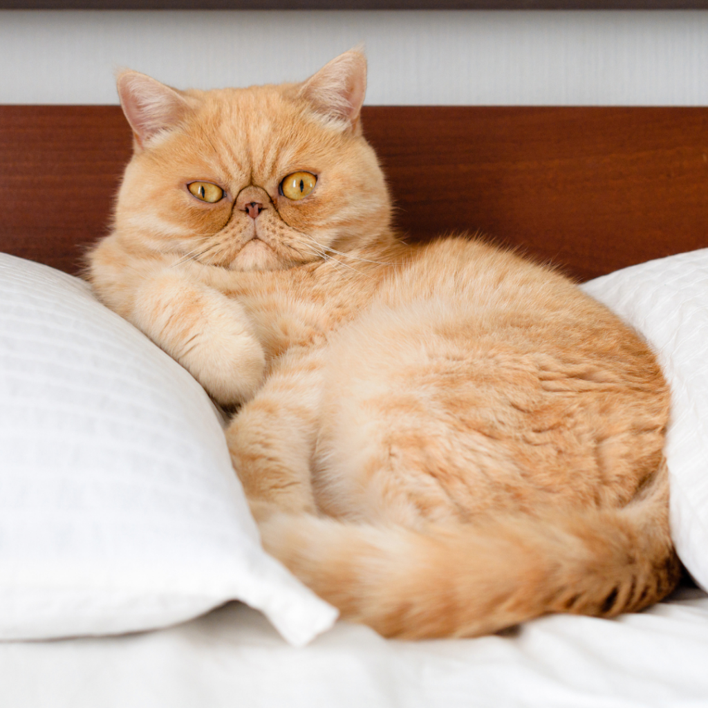 How Were Cats Domesticated?