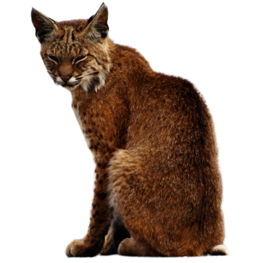 How Were Cats Domesticated?