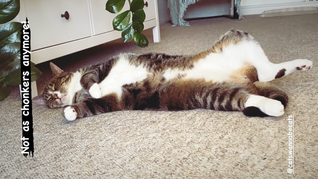 cat weightloss tips