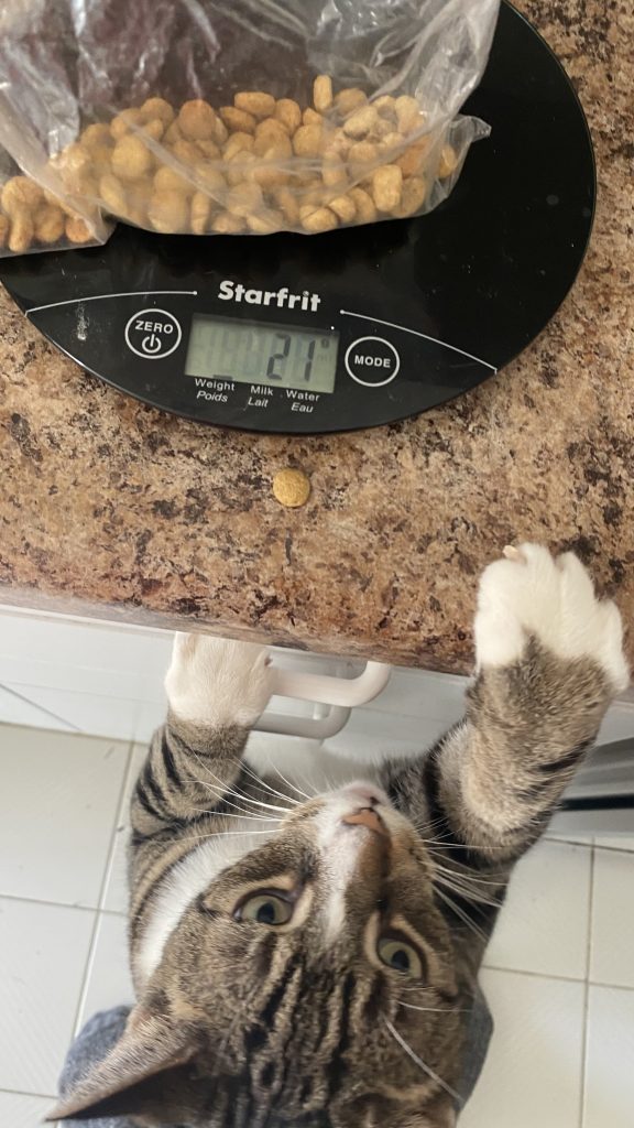 Feline weight loss tips