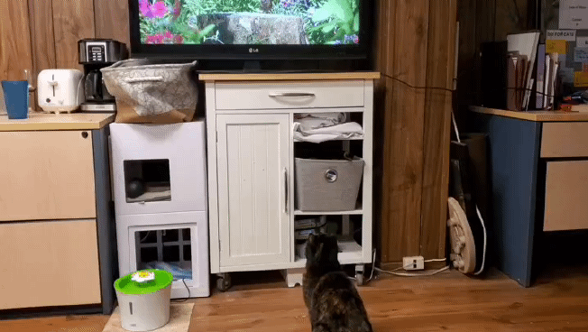 Longshanks Watching TV