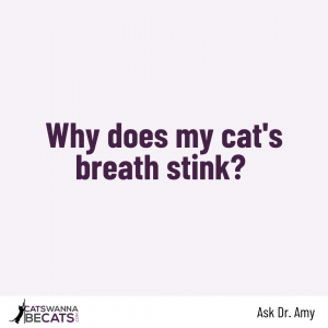 Why does my cat's breath stink?