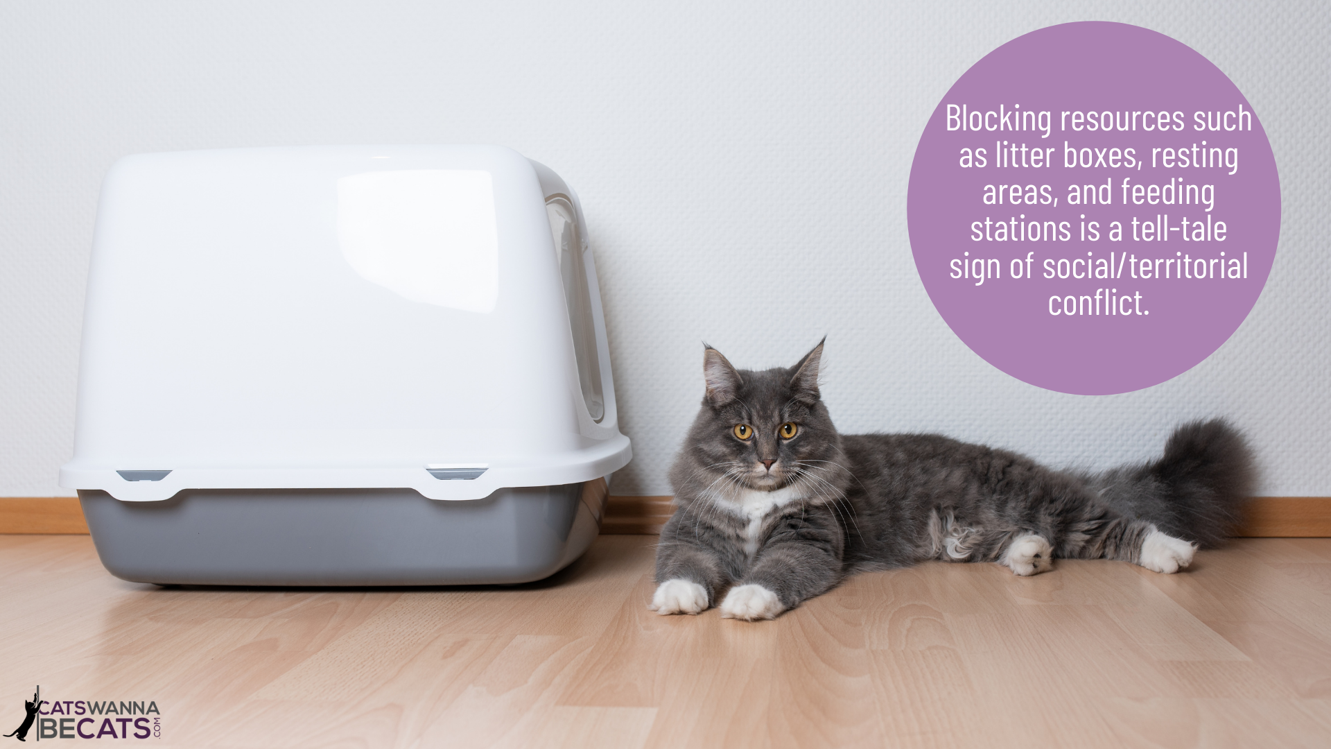 Cat blocking a litter box